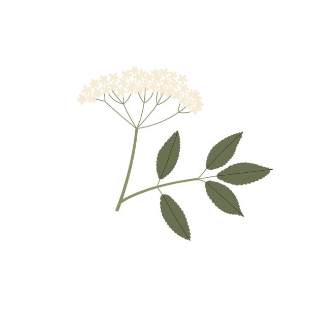 Vector color hand drawn flat illustration of Sambucus branch with leaves and flowers. Isolated on white background. Vector color hand drawn flat illustration of Sambucus branch with leaves and flowers. Isolated on white background. bush isolated white background plant stock illustrations