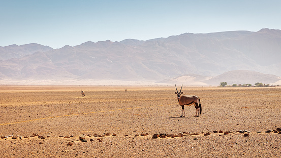 Lonely Oryx standing on Prairie Desert Landscape in the Namib Rand Nature Reserve looking towards the camera. Namib Rand Desert Mountain Range in the Background. Panorama Shot. Namib Rand Nature Reserve, Sesriem, Namibia, Southern Africa.