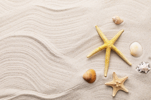 Seashells on the sand with copy space, summer background.