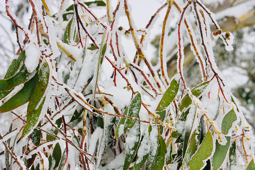 Horizontal closeup photo of Australian Snow Gum leaves and twigs lined with snow after heavy snowfall in the Snowy Mountains, NSW