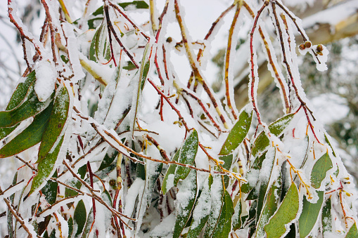 Ottawa, Canada/ Tree with snow and icicles