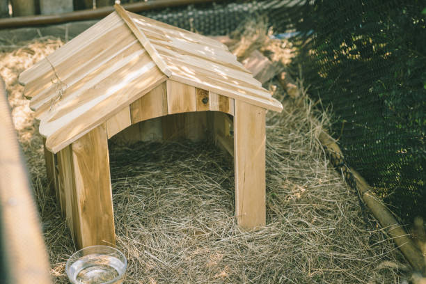 dom zwierząt w ogrodzie zielonej trawy, królik mały drewniany dom ładny dla zwierząt na podwórku na zewnątrz. - spring bud horizontal color image zdjęcia i obrazy z banku zdjęć