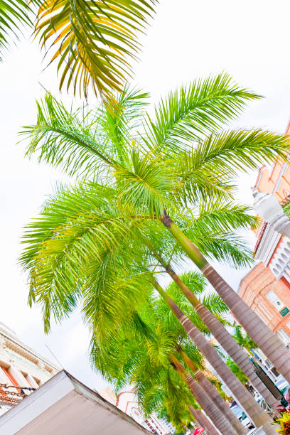 istock Beautiful palm tree avenue between buildings 1318111779