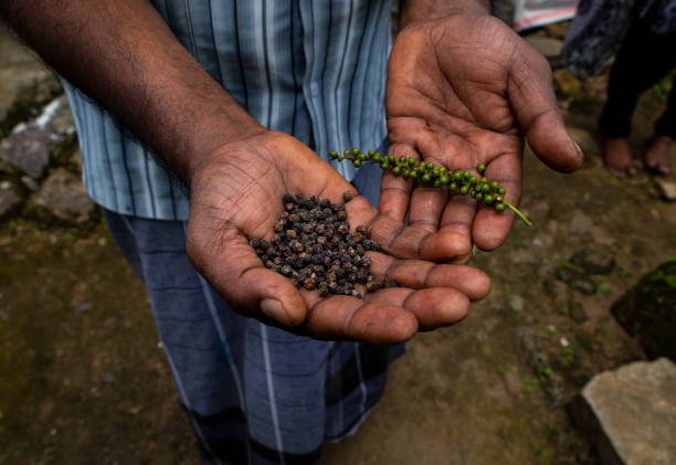 Man holds black pepper seeds in his palm Black Pepper is cultivated for its fruit, known as a peppercorn, which is usually dried and used as a spice and seasoning. This is grown abundantly in the Tamil Nadu, in India black peppercorn photos stock pictures, royalty-free photos & images