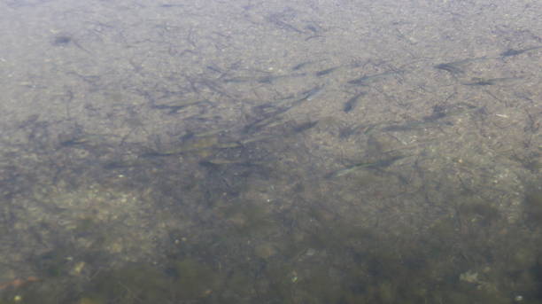 istock Crystal clear sea in Didim, Turkey 1318112923