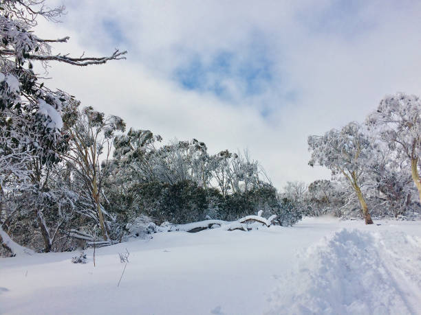 겨울의 호주 알프스 풍경 - kosciuszko national park 뉴스 사진 이미지