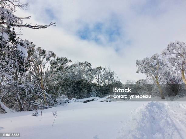 Australian Alps Landscape In Winter Stock Photo - Download Image Now - Kosciuszko National Park, Mountain, Snow Gum