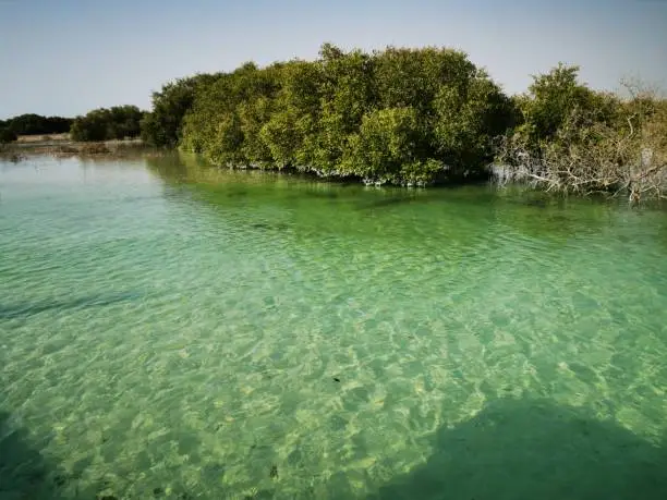 Al jubail mangrove park in Abudhabi, UAE.