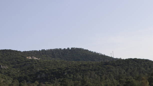 istock Green fir tree in natural background in Turkey 1318115910