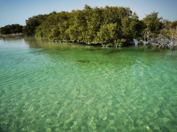 spektakulärer blick auf den mangrovenpark al jubail in abudhabi, vae - mangrove stock-fotos und bilder