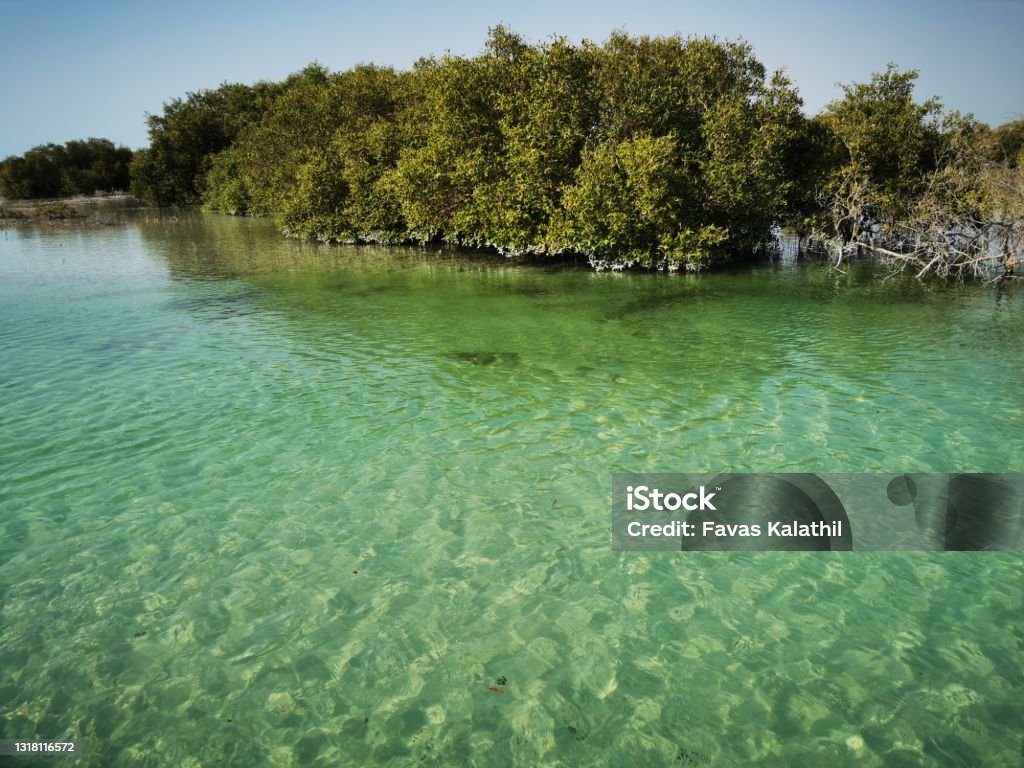 Spectacular view of al jubail mangrove park in Abudhabi, Uae Jubail Mangrove Park is the first self-contained educational, nature and leisure destination of its kind in the Emirate of Abudhabi.Here you can visit and explore a haven for avian and marine species native to Abu Dhabi. But foremost, this is a mangrove sanctuary. Mangrove Forest Stock Photo
