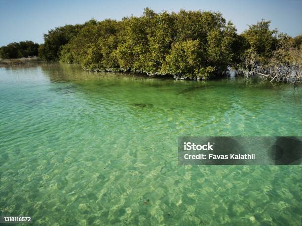 Spectacular View Of Al Jubail Mangrove Park In Abudhabi Uae Stock Photo - Download Image Now