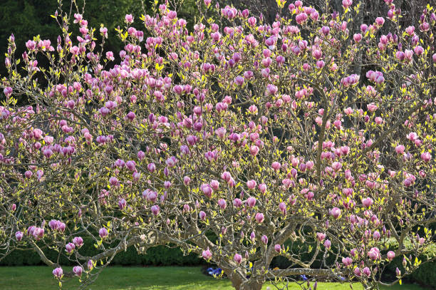 Closeup view of pink Chinese saucer magnolia (Magnolia Soulangeana) tree blossoms blooming on university campus, Dublin, Ireland stock photo