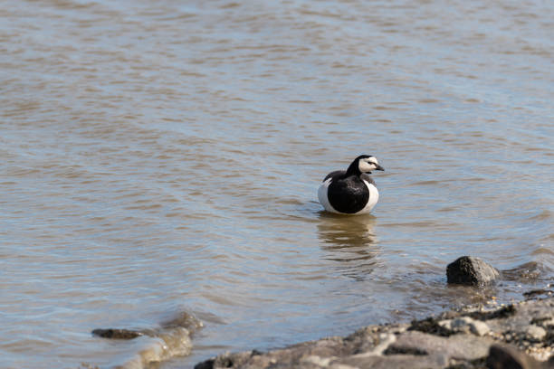 Close up of one Barnacle Goose.