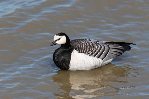 Canada goose  (Branta canadensis) on the north German coast on a windy summer day