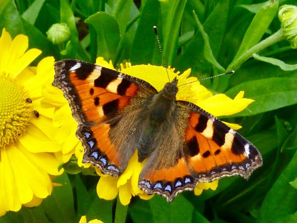 istock Butterfly on yellow flower 1318117113
