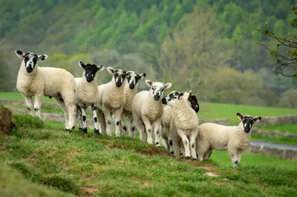 Swaledale mule lambs in Springtime.  A fine flock of eight healthy, well grown lambs, facing forward on a steep hillside beneath a budding Sycamore tree in Nidderdale, North Yorkshire.  Horizontal.  Space for copy.