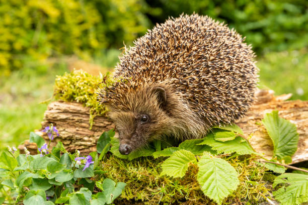 istock Hedgehog in Springtime.  Facing forward on fallen log with green moss, violets and Hazel leaves.  Scientific name: Erinaceus Europaeus. Blurred background.  Space for copy.  Horizontal. 1318119007
