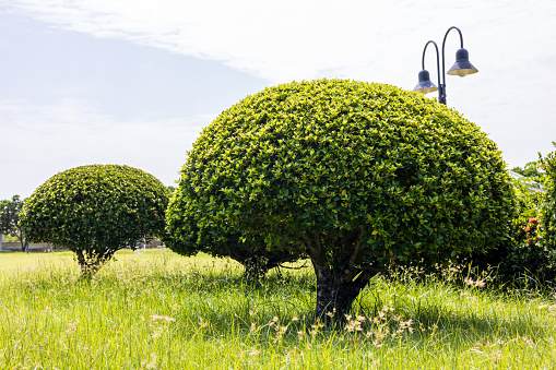 View is low shrubs trimmed leaves the sphere plant decorations on the grass in a park of rural Thailand.