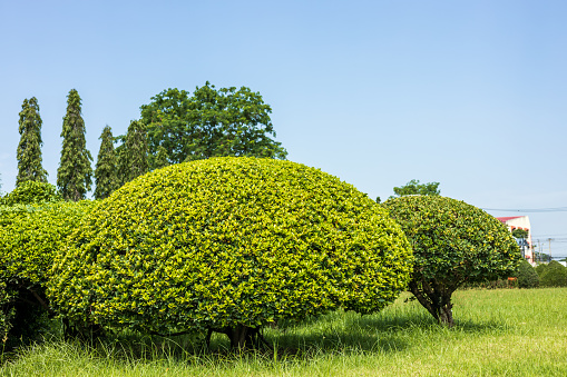 A low view, a short shrub, trimmed to a circular shape, planted on the grass in the park near the building.