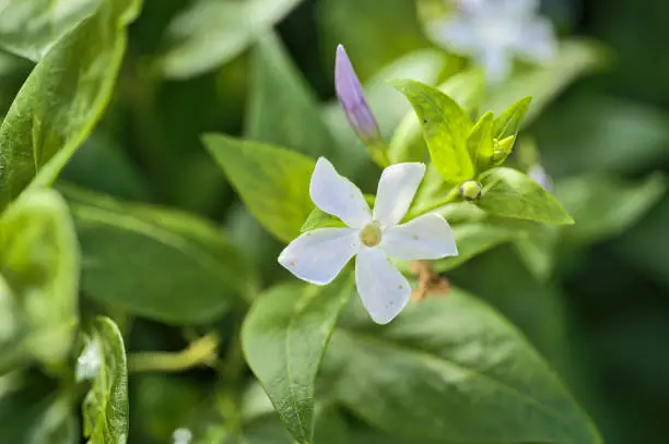 Photo of Closeup view of white common periwinkle (Vinca Apocynaceae) flowers used in chromo therapy to reduce anger and anxiety, university campus, Dublin, Ireland