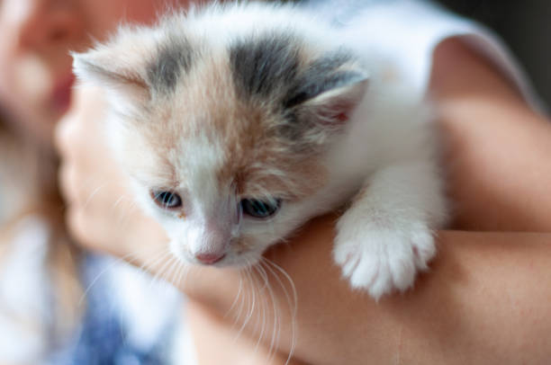 istock kitten in the hands of a child 1318120008