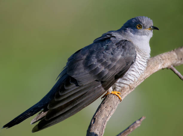 istock Unusually close-ups of a common cuckoo 1318123352