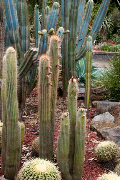 istock Flower buds on torch cactus in the garden 1318123604