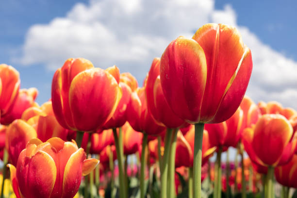 istock Dutch field orange tulips with white clouds in blue sky 1318123644
