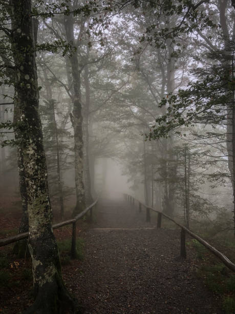 a path through the black forest in beautiful fog in the evening hours in germany. - forest black forest sky night imagens e fotografias de stock