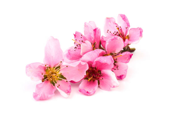 istock Peach flowers, isolated on white background. 1318124466