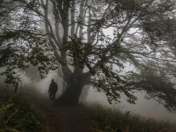 istock A path through the Black Forest in beautiful fog in the evening hours in Germany. 1318124739