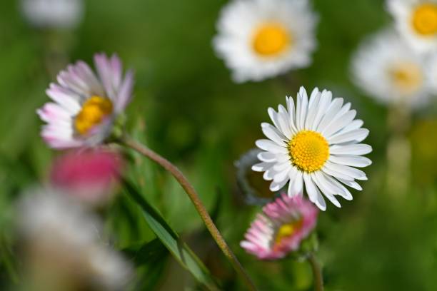 istock Spring flower - daisy. Macro shot of spring nature up close. 1318125331