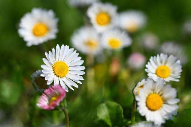istock Spring flower - daisy. Macro shot of spring nature up close. 1318125388