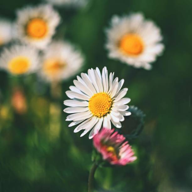 istock Spring flower - daisy. Macro shot of spring nature up close. 1318125522
