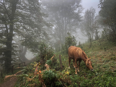 Beautiful, eating horses on a mountain in the Black Forest with nice fog in Germany.
