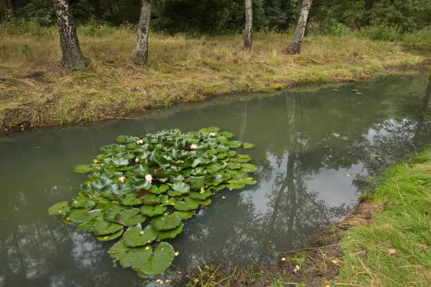 Creek with water lilies in Stříbro,Plzeň Region,Czech Republic,Europe