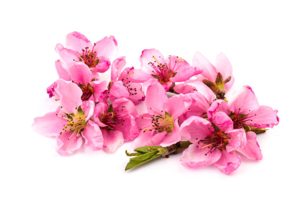 istock Peach flowers, isolated on white background. 1318126431