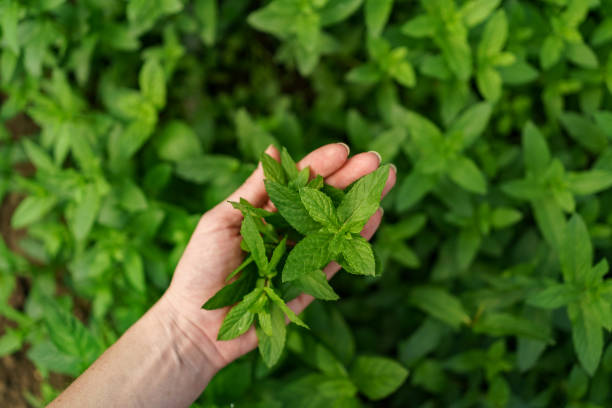 istock Close up woman hand holding fresh mint 1318126444