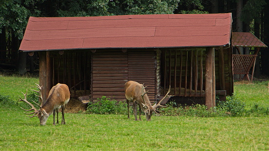 Deers in an enclosure near Mariánské Lázně,Plzen Region,Czech Republic,Europe
