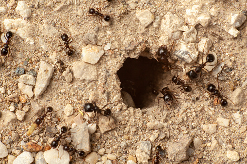 Extreme close up of an anthill.