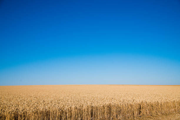 istock Golden wheat field and sunny day 1318127517