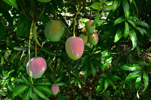 Mango trees growing in a field in Asia