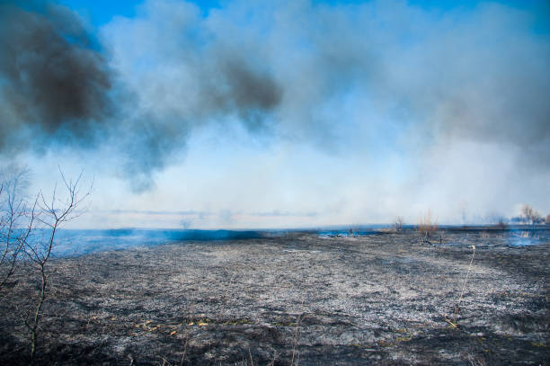 istock Fire, strong smoke. Burning reed in the swamp. Natural disaster 1318128945
