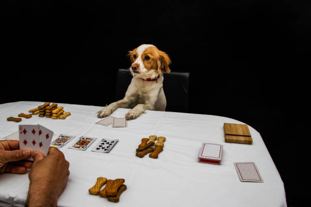 A dog spend time playing poker with its owner, while they are in quarantine because of coronavirus