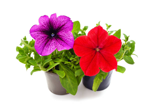 istock Red and purple petunia in pots. 1318132752