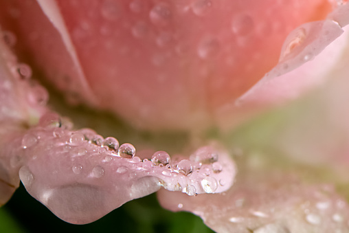 Round shaped dew drops on pink rose petal close up floral background