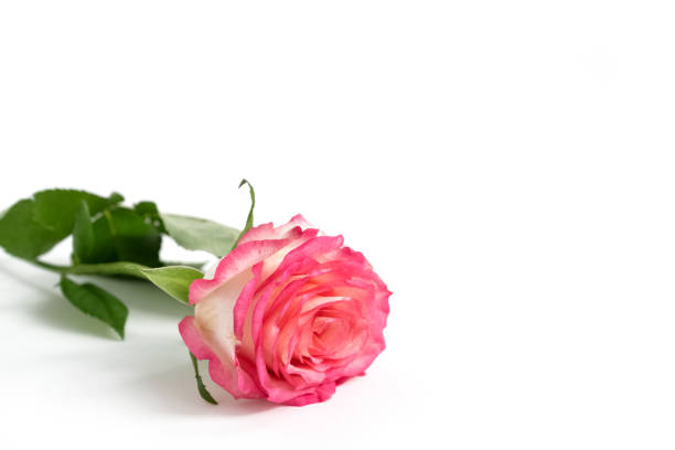 istock Single pink blooming rose on white background. 1318132938