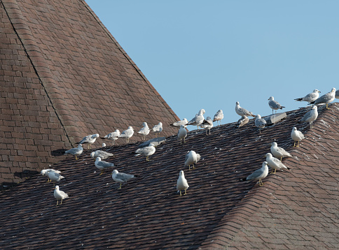 Birds on a roof