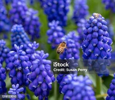 istock Flowers and a bee 1318133010